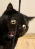 さくたろ